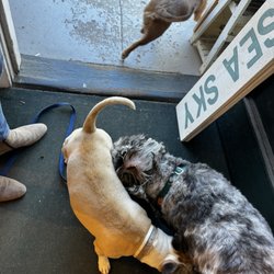 Sanctuary - Neighborhood dogs enter to visit with Luca.