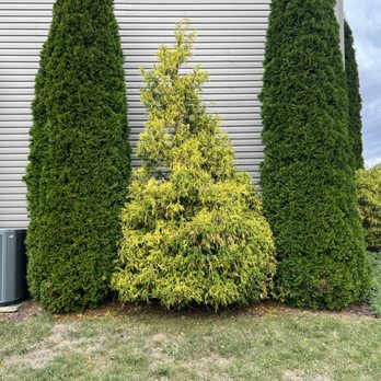 Wetherhold Construction Group - Tree trimming for new growth next season, will round out this golden mop nicely - Handyman Near Me Wetherhold Construction Group - Tree trimming for new growth next season, will round out this golden mop nicely - Handyman Near Me