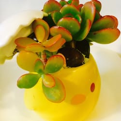 Easy Peasy Succulents