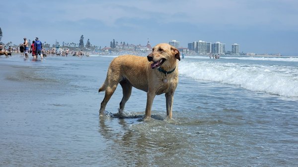Coronado Dog Beach by null