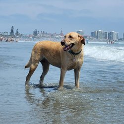 Coronado Dog Beach
