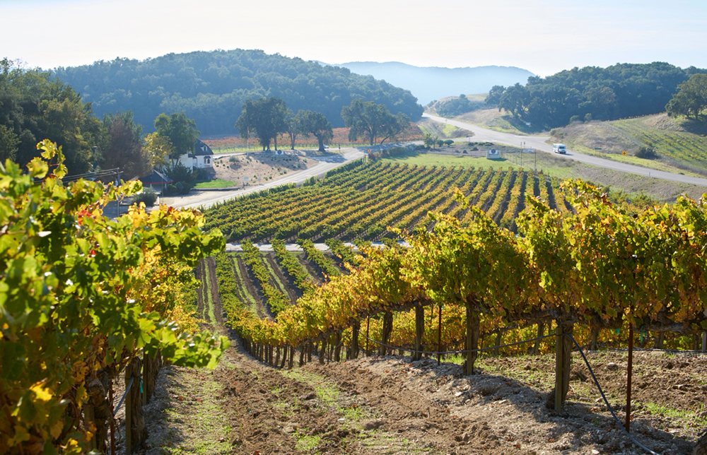 ARONHILL VINEYARDS Updated September 2024 323 Photos & 278 Reviews 3745 West Hwy 46