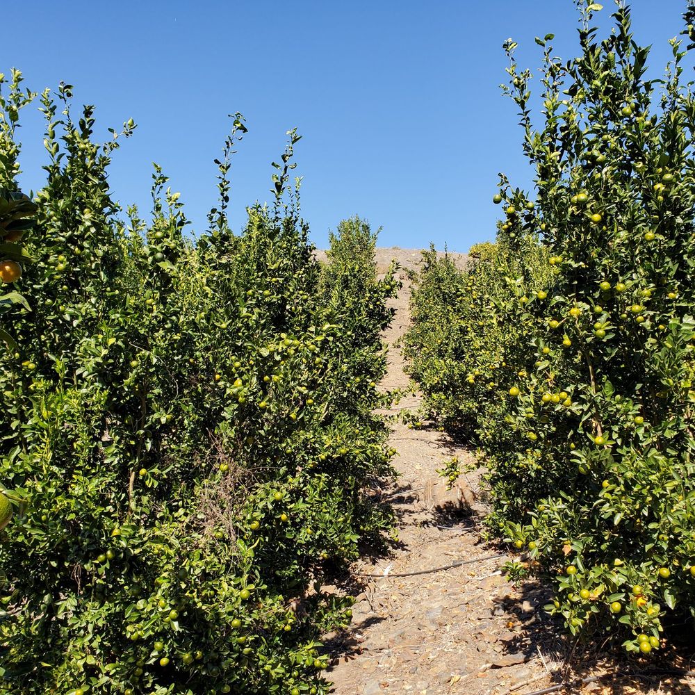 Sunmist Tangerine Farm - Pick Your Own Farms Near Me - Temecula, California