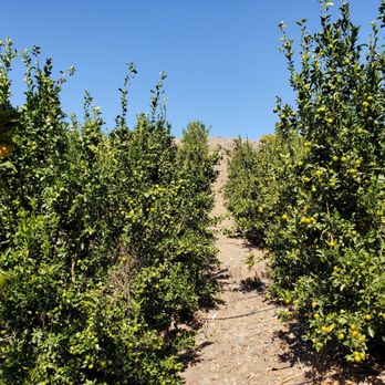 Sunmist Tangerine Farm - Pick Your Own Farms Near Me - Temecula, California
