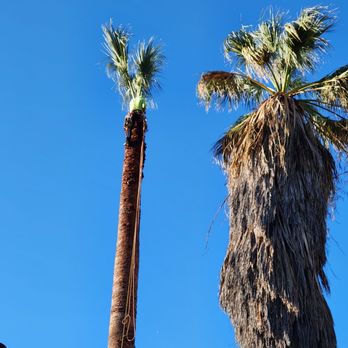 S&J Natural Tree Service - Tree Services Near Me S&J Natural Tree Service - Tree Services Near Me
