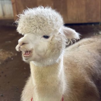 Alpacas at Marquam Hill Ranch - Ranches Near Me - Molalla, Oregon Alpacas at Marquam Hill Ranch - Ranches Near Me - Molalla, Oregon