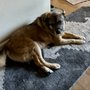 Kahoots Pet Store