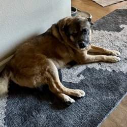 Kahoots Pet Store - Pepper