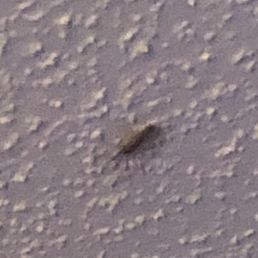 One of my overnight guests One of my overnight guests
