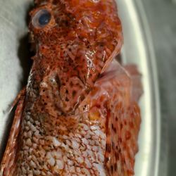 Ristorante La Mi Casa - Fresh fish