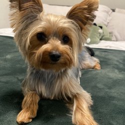 Shine Mobile Grooming