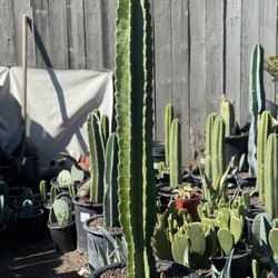 Marys Garden