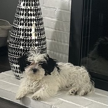 Pawsome Pups - Pet Stores Near Me - Dublin, Ohio