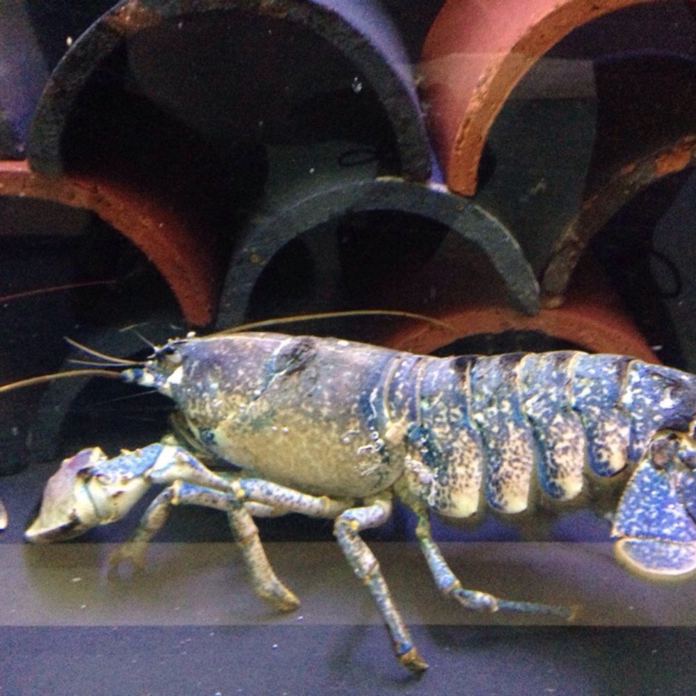 National Lobster Hatchery - Lobster! - Aquariums Near Me - Padstow, CON