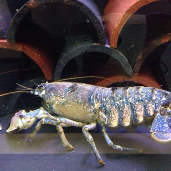 National Lobster Hatchery - Lobster! - Aquariums Near Me - Padstow, CON