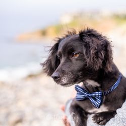 Outdoor Dog Photography - Outdoor Dog