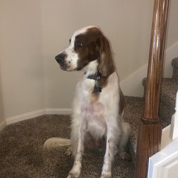Ideal Pet Grooming - Pet Groomers Near Me - Rosharon, Texas Ideal Pet Grooming - Pet Groomers Near Me - Rosharon, Texas