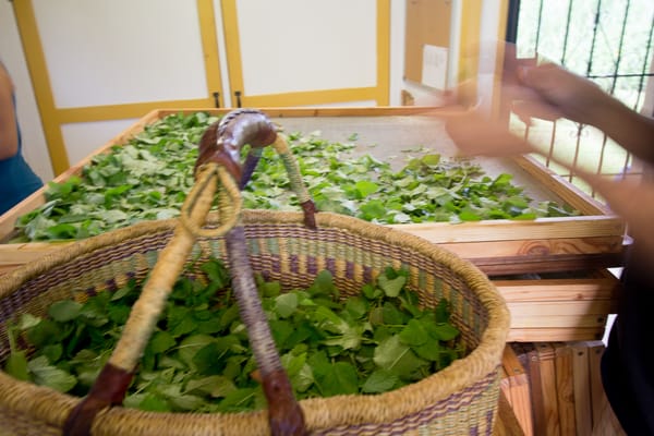 Kauai Farmacy by null