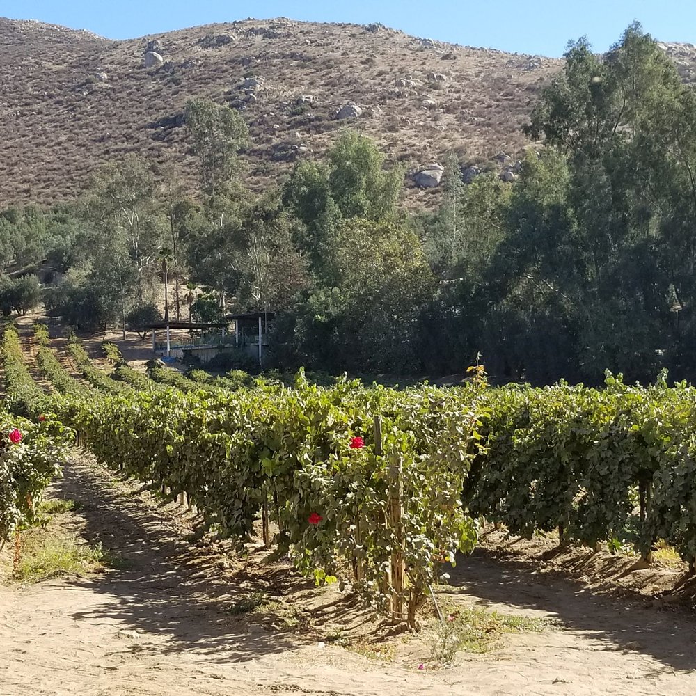 L.A. Cetto - Wine Tasting Room Near Me - Tijuana, BCN