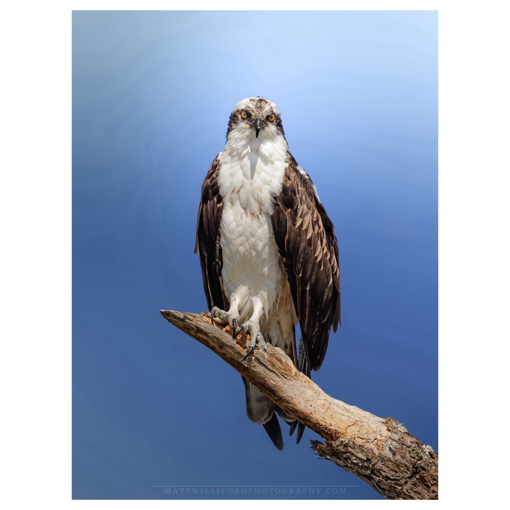 Hunting Island State Park Logo