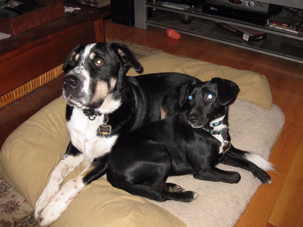 CORNERSTONE VETERINARY HOSPITAL 21 Reviews 299 Calef Hwy, Epping