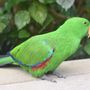 Photo of Victoria Butterfly Gardens