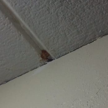 What Appears To Possibly Be Fungus Mold Growing On Ceiling Yelp