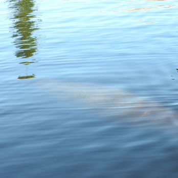 Manatee Sightseeing and Wildlife Adventures - Boat Tours Near Me - Naples, Florida Manatee Sightseeing and Wildlife Adventures - Boat Tours Near Me - Naples, Florida