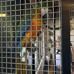 Desert Springs Aviary