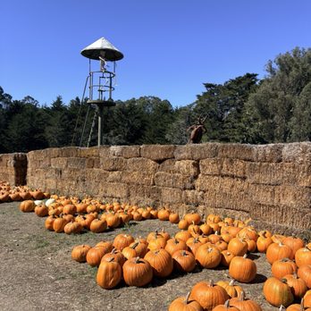 Arata's Pumpkin Farm - Christmas Trees Near Me - Half Moon Bay, California Arata's Pumpkin Farm - Christmas Trees Near Me - Half Moon Bay, California