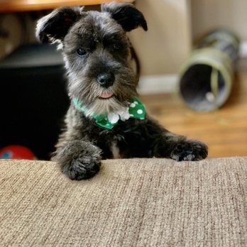 zen dog mobile grooming