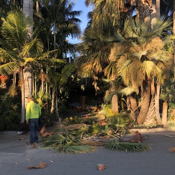 Premier Tree Experts - The front yard. - Tree Services Near Me - Orange, California Premier Tree Experts - The front yard. - Tree Services Near Me - Orange, California