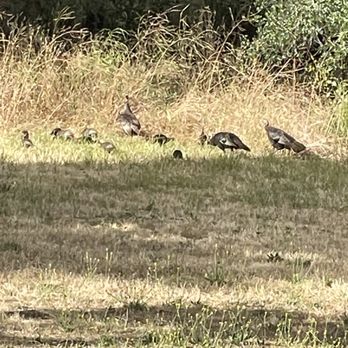 Nojoqui Falls County Park - Interesting birds near kids' park - Parks Near Me - Solvang, California Nojoqui Falls County Park - Interesting birds near kids' park - Parks Near Me - Solvang, California