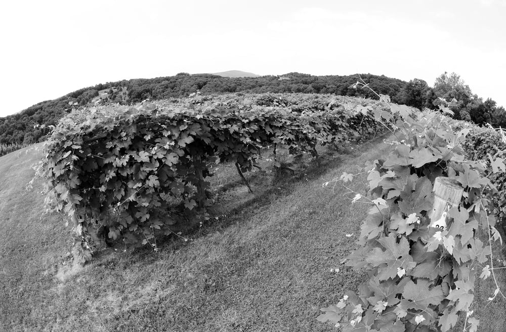 CLOVER HILL VINEYARDS & WINERY Updated September 2024 36 Photos 1