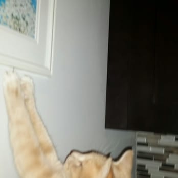 Patty The Pet Nanny - Blondie gives Patty two paws up! - Pet Sitting Near Me