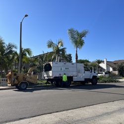 Dan's Tree Service - Cut Palms Trees