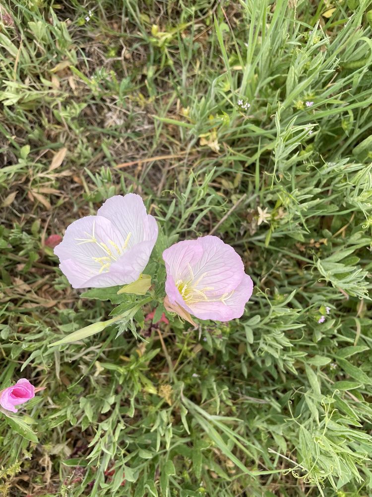City of Wylie Municipal Complex Trail Image