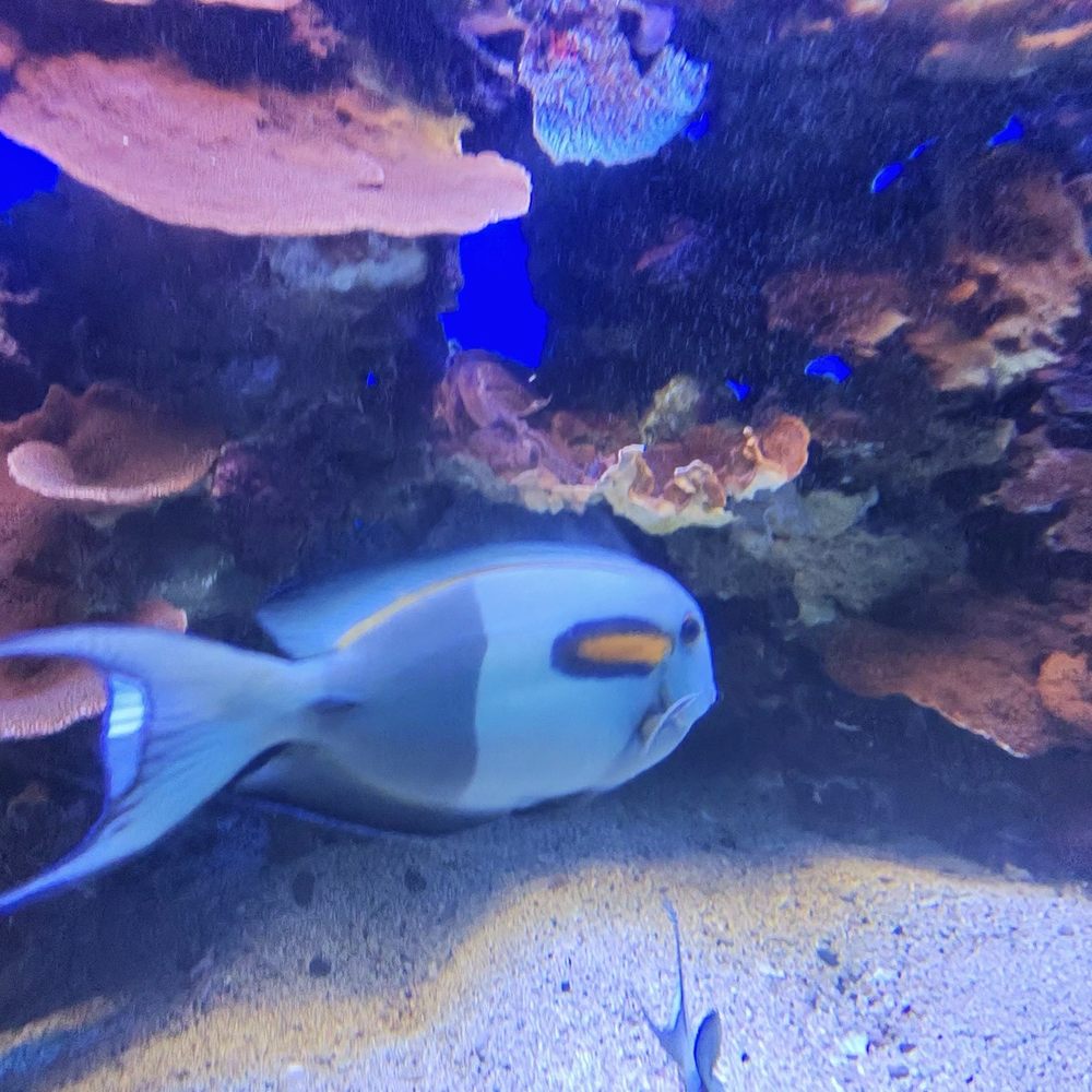 Maui Ocean Center - Aquariums Near Me - Wailuku, Hawaii Maui Ocean Center - Aquariums Near Me - Wailuku, Hawaii