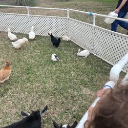 Meadows Place Preschool - Zoo day