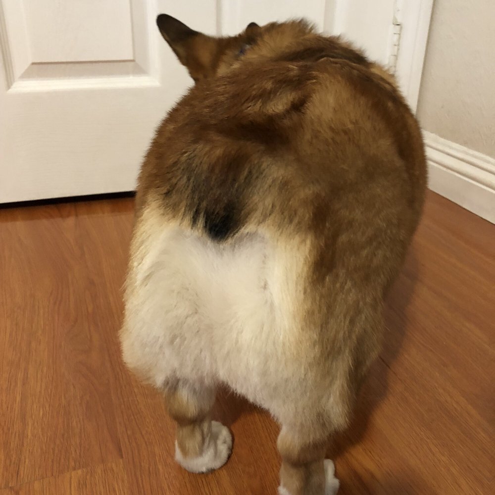 All About Paws Pet Spa - Corgi butt trimmed - Pet Groomers Near Me - Upland, California