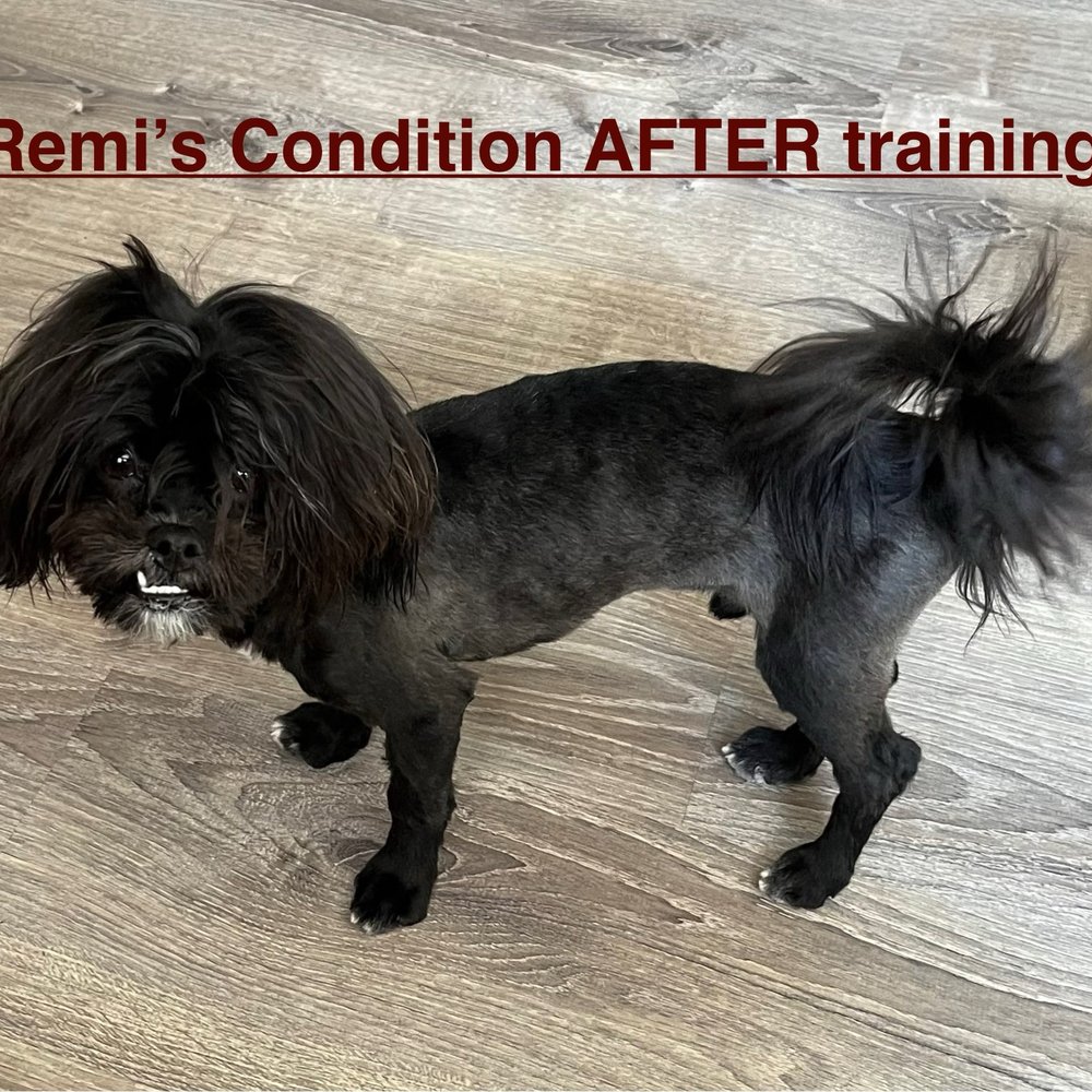 Off Leash K9 Training - Remi's Condition After 2week board and train - Pet Training Near Me