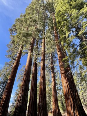 Mariposa Grove by null
