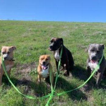 K9 Trails 4 Tails - A fun hike in the hills with the pack! - Dog Walkers Near Me
