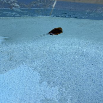 Anna Maria Vacations - Roach in the pool - Vacation Rental Agents Near Me - Holmes Beach, Florida Anna Maria Vacations - Roach in the pool - Vacation Rental Agents Near Me - Holmes Beach, Florida
