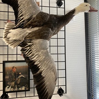 Simon’s Taxidermy - Blue Goose - Taxidermy Near Me - Norco, California Simon’s Taxidermy - Blue Goose - Taxidermy Near Me - Norco, California
