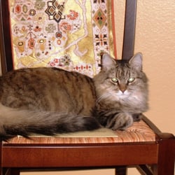 Play Time Pet Care - Cat Sitting - Alex