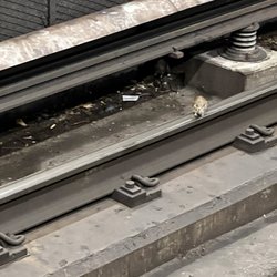 Five Points Marta Station - Don't be surprised if you see rats in the station.  This rat was standing on the train track.