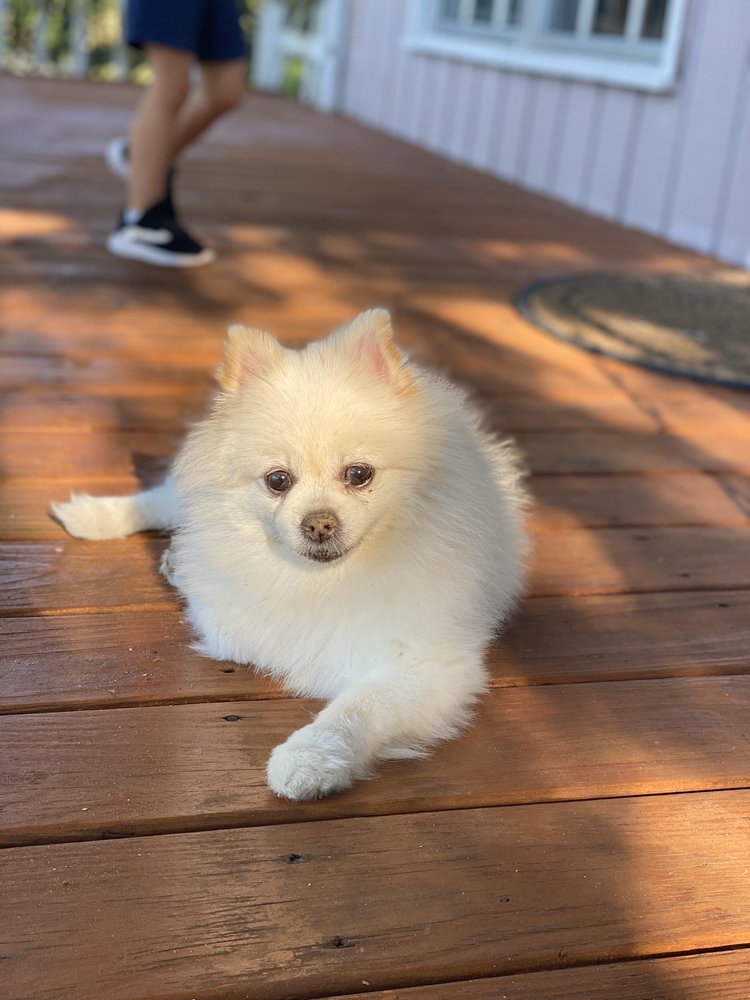 AREA WIDE VETERINARY CLINIC Updated May 2024 3602 U S Hwy 59 S, Livingston, Texas