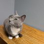 Towne Centre Animal Hospital