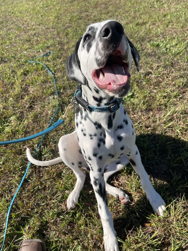 THE CANINE HOMESTEAD Updated August 2024 13 Photos 6260 Ledbetter